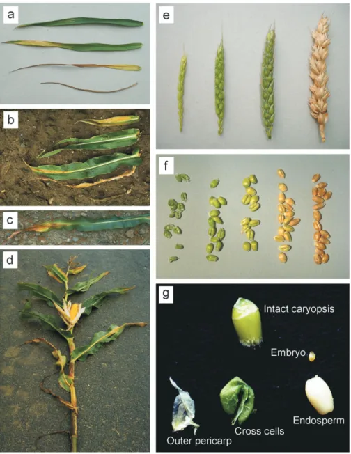 Fig. 2. Loss of photosynthetic capacity in maize and wheat. A picture of the four uppermost leaves of wheat taken shortly after anthesis is shown in (a) (arranged according to their position on the plant)