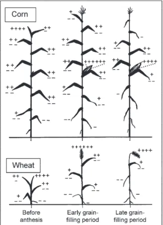 Fig. 3. Schematic overview of nitrogen transport into and out of maize and wheat leaves