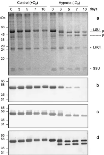 Fig. 4. Fragmentation of the large subunit of Rubisco in bean leaves incubated under hypoxia in darkness