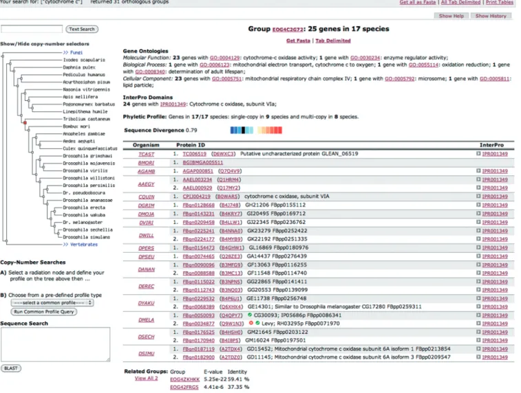 Figure 2. Screenshot of a sample result page, featuring functional Gene Ontology (GO), InterPro and phenotype annotations, as well as evolutionary related groups, phyletic proﬁle and relative divergence among orthologs.