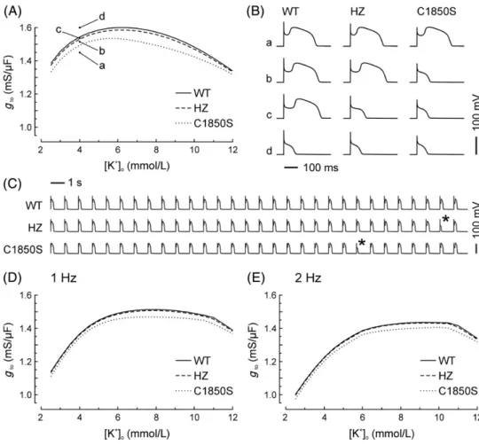Figure 5 Investigation of the action potential (AP) phenotype in single cell simulations