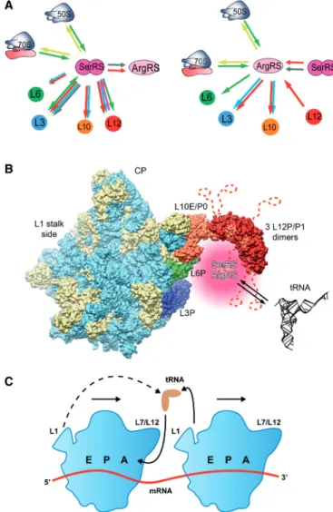 Figure 5. Summary of molecular interactions between aaRSs and the ribosome. (A) Interactions successfully conﬁrmed using different methods are indicated by arrows: SPR (red), thermophoresis (green), gel-shift (pink), cross-linking (light blue), yeast two-h