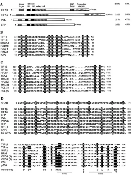 Figure 2. Structural motifs of TIF1β in comparison to other proteins. (A) Schematic representation of the relationship among the different members of the RING finger subfamily that contain a so-called RBCC configuration with two B boxes (i.e., RING finger,