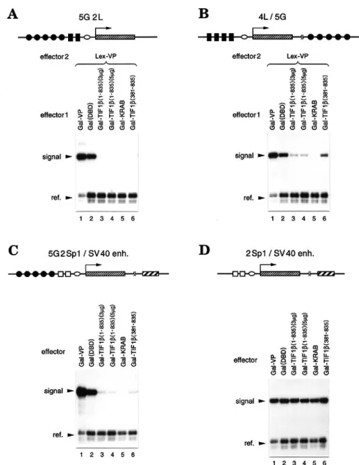 Figure 4. Transcriptional repression in transiently transfected HeLa cells. Graphics above the pictures show the organisation of the reporter genes