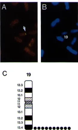 Figure 6. Chromosomal position of TIF1β. (A) Example of FISH mapping.