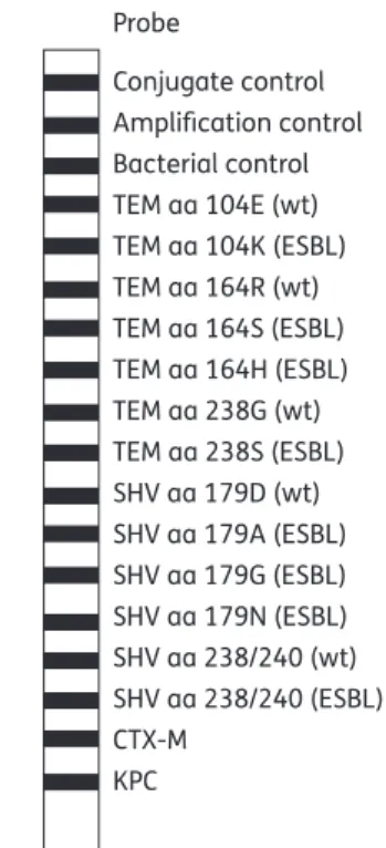 Figure 1. Schematic representation of the ESBL line probe assay (AID, Strassberg, Germany) for the detection of ESBL (TEM, SHV and CTX-M) and KPC genes in Enterobacteriaceae
