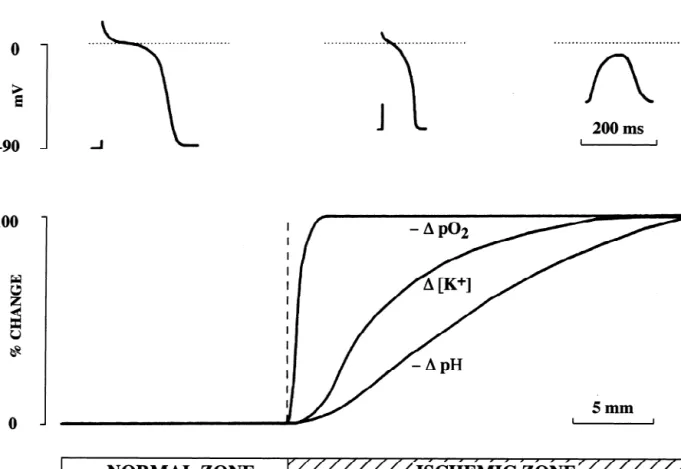 Fig. 4. Lower panel: Diagrammatic representation of the changes in [K ] , pH and PO in the ischermic zone from the center to the border