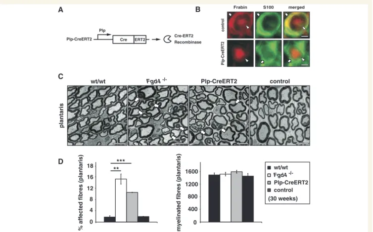 Figure 6 Inducible Schwann cell-specific gene ablation reveals that myelin maintenance depends on Frabin/Fgd4