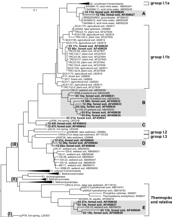 Fig. 3. Phylogenetic tree based on maximum likelihood calculation. Each of the archaeal SSU rDNA sequences is identi¢ed by its clone name, by its source, and by its sequence accession number