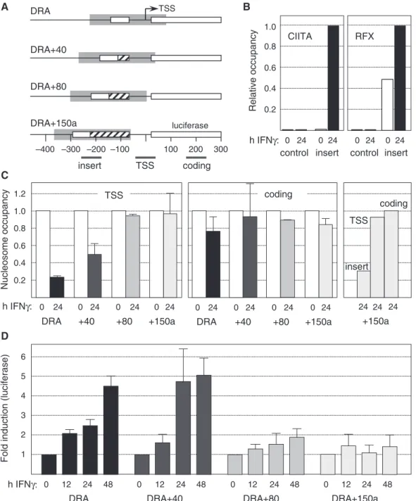 Figure 5. Nucleosome displacement from the TSS is required for IFNg-induced activation of the HLA-DRA gene