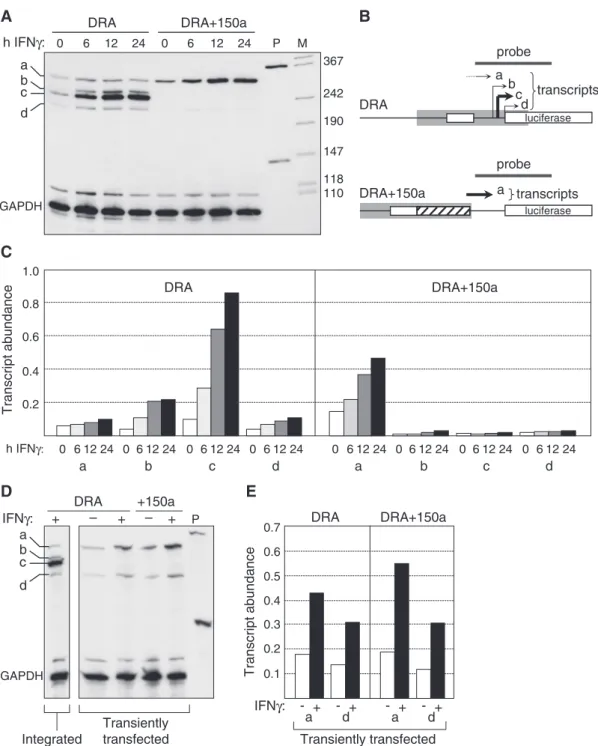 Figure 6. Nucleosome eviction is essential for faithful TSS selection. (A) Expression of the DRA and DRA+150a constructs was assessed by RPA in stably-transduced Me67.8 cells induced with IFNg for the indicated times