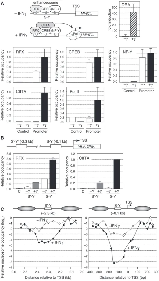 Figure 1. Nucleosome eviction at the HLA-DRA gene in IFNg-induced cells. (A) HLA-DRA mRNA expression was measured by qRT–PCR in uninduced Me67.8 cells (g) and in Me67.8 cells induced for 24 h with IFNg (+g)