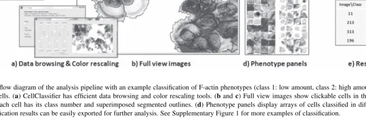 Fig. 1. A flow diagram of the analysis pipeline with an example classification of F-actin phenotypes (class 1: low amount, class 2: high amount of F-actin) in A431 cells