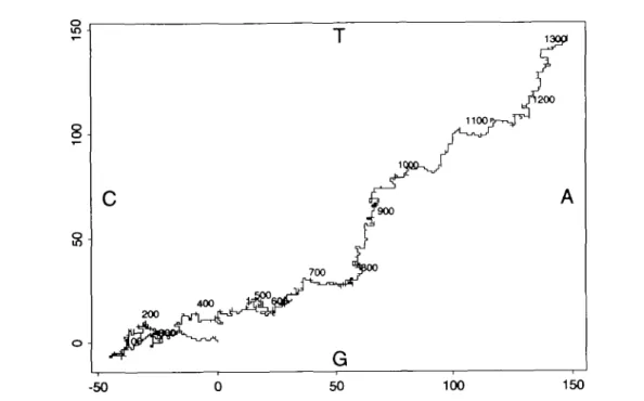 Fig. 1. A random walk representation of a DNA sequence. A move to the right corresponds to an A, a move to the left is a C, an upward move is a T and a downward move is a G
