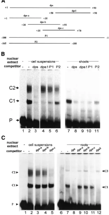 Figure 1. Analyses of the interactions between dps from +1 to +90 and pro- pro-teins in different types of rice nuclear extracts