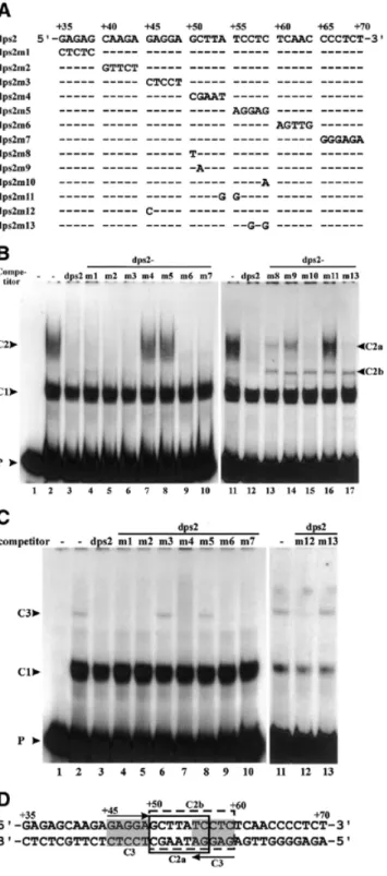Figure 5. Analysis of the DNA-binding proteins by DNA UV crosslinking. A radiolabeled DNA probe substituted with BrdU was incubated without (lane 1) or with nuclear extracts from rice shoots (S) or cell suspensions (C) in the absence (–) or presence of a 1
