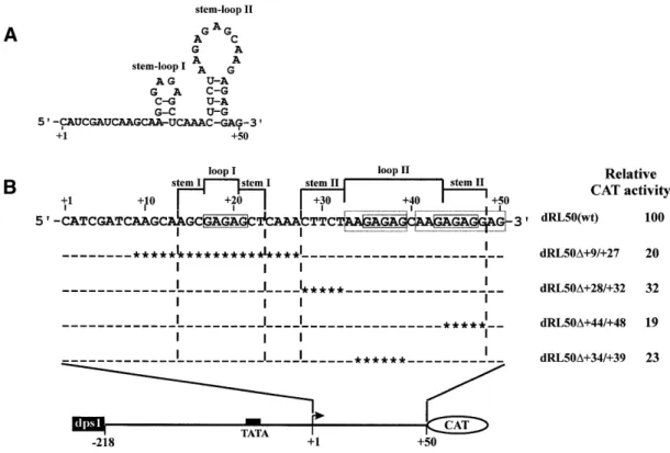 Figure 8. GAGAG motifs contribute to RTBV promoter activity. (A) Nucleotide sequence and potential secondary structure of the dps3 transcript