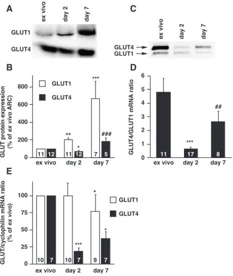 Fig. 2. ARC in primary culture spontaneously upregulate GLUT1 and downregulate GLUT4. (A) Representative immunoblots of GLUT1 and GLUT4 in ex vivo ARC or ARC after 2 and 7 days in primary culture