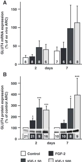 Fig. 3. FGF-2 and IGF-1 upregulate GLUT4 expression. ARC were plated in medium containing 25 ng/ml FGF-2, 50 ng/ml IGF-1, 500 ng/ml IGF-1 or the vehicle