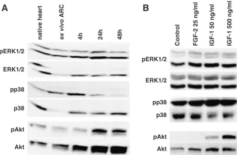 Fig. 4. Isolation and growth factors activate MAP kinase pathways. (A) Isolation activates ERK1/2 and p38 MAPK, but deactivates Akt