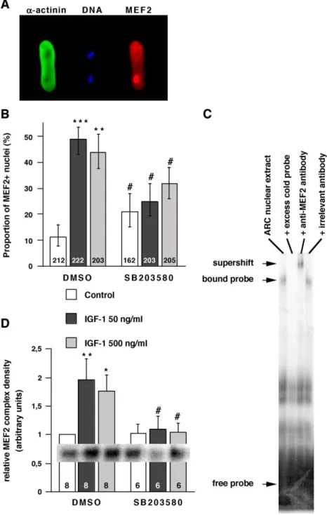 Fig. 7. MEF2 activation in ARC treated with growth factors. Fixed and permeabilized ARC were stained with anti-a-actinin antibody (green), DAPI (blue) and anti-MEF2 antibody (red)