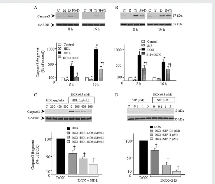 Figure 1 HDL and S1P inhibit DOX-induced caspase3 activation in ventricular cardiomyocytes