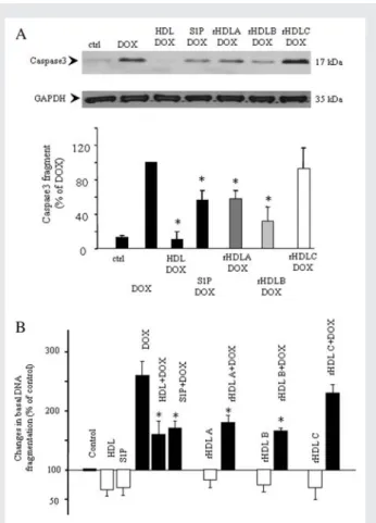 Figure 3 Inhibition of DOX-induced caspase3 activation and DNA fragmentation by HDL, rHDL and S1P