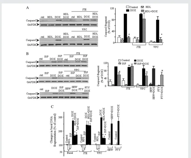 Figure 4 HDL and S1P inhibit DOX-induced caspase3 activation and DNA fragmentation through S1P2