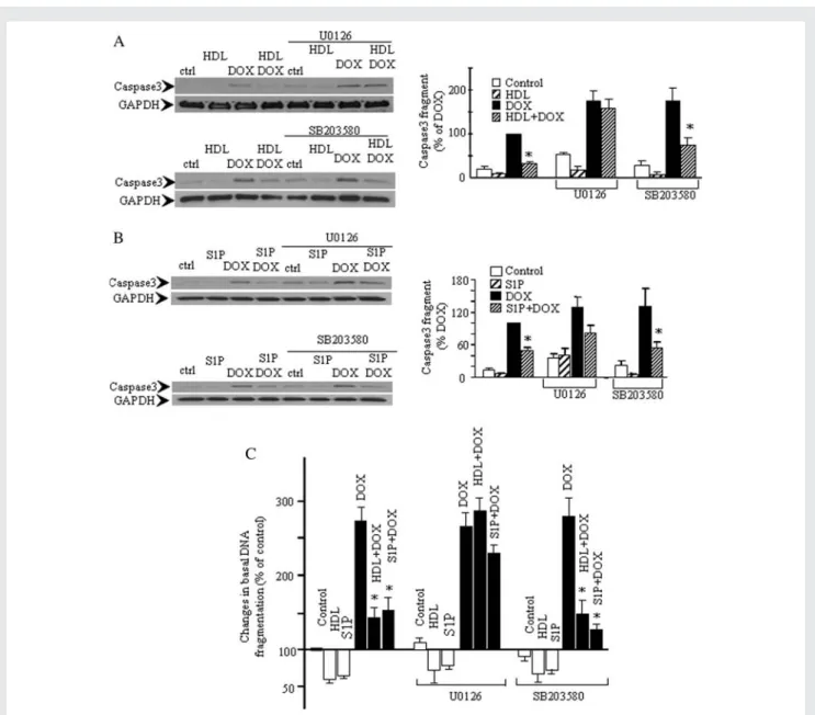 Figure 5 ERK1/2 plays a role in the inhibitory effect of HDL and S1P on DOX-induced activation of caspase3 and DNA fragmentation