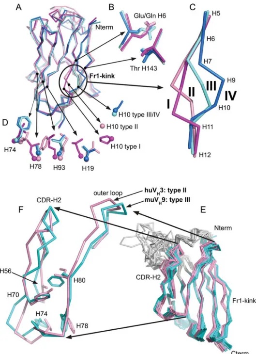 Fig. 1. Structural superposition of V H domains. Coordinates of representative V H domain structures for the four subtypes were excised from the structures of various antibody constructs downloaded from the PDB and aligned by least squares superposition of
