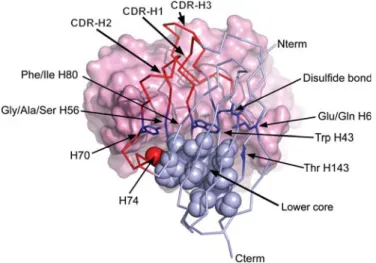 Fig. 4. Schematic representation of the scFv compared previously (Willuda et al., 1999), (A) Moc31, (B) 4D5MocA, (C) 4D5MocB, (D) 4D5 and their relationship to the scFv analyzed in this study, (E) huV k 3-huV H 3, (F) huV H 3.MocB, (G) huV k 3-huV H 3.1 an