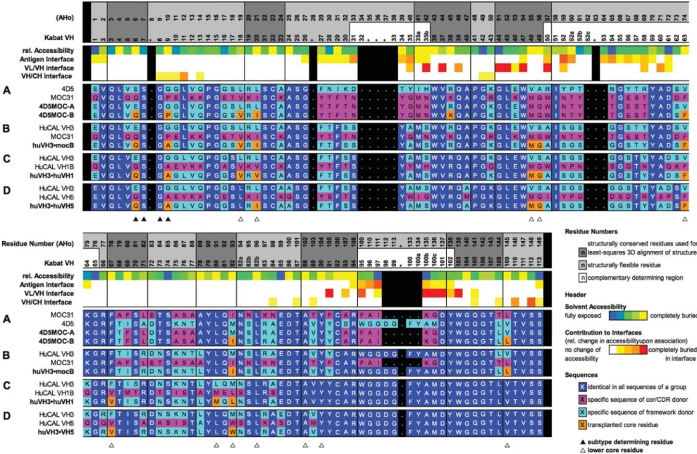 Fig. 5. Sequence alignment. (A) Sequences of the V H domains involved in the Moc31/huV H 3 CDR-grafts: acceptor framework 4D5, CDR donor Moc31, classical CDR-graft 4D5MocA and CDR-graft 4D5MocB retaining the Moc31 hydrophobic core residues