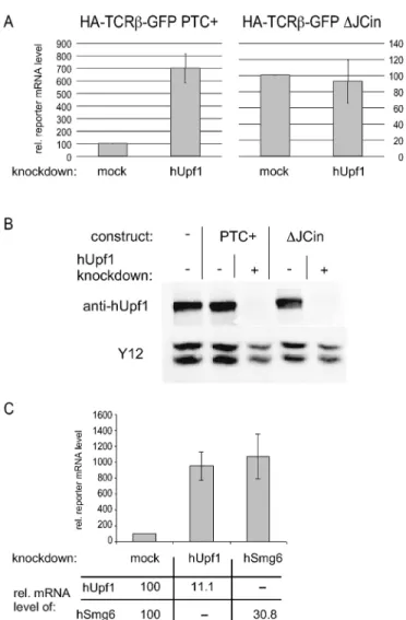 Figure 3. NMD reporter mRNA stably expressed in a single-cell clone increases upon inhibition of translation by CHX treatment