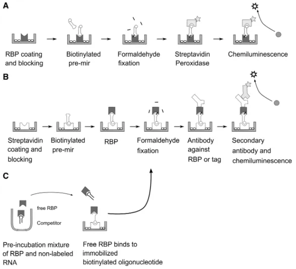 Figure 1. Schematics of the three conﬁgurations used in the microtiter plate assays of this communication