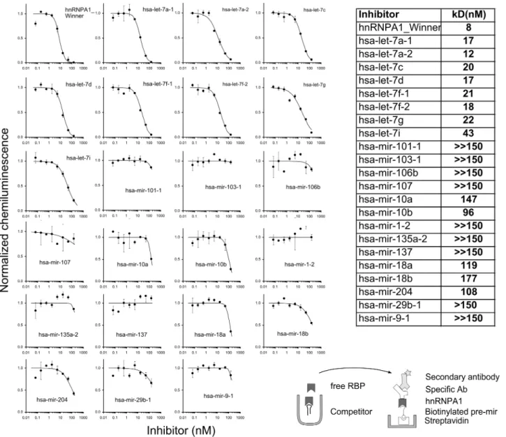 Figure 3. Determination of afﬁnities of pre-miRNAs to hnRNP A1. (A) Inhibition curves for pre-miRNAs and a consensus sequence for hnRNP A1 [SELEX winner sequence (22)]