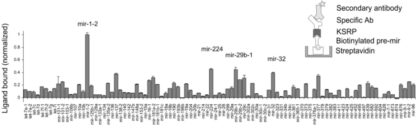 Figure 4. Binding of KSRP in lysates of Hela cells to immobilized pre-miRNAs. The schematics depict the assay conﬁguration used for the assay.