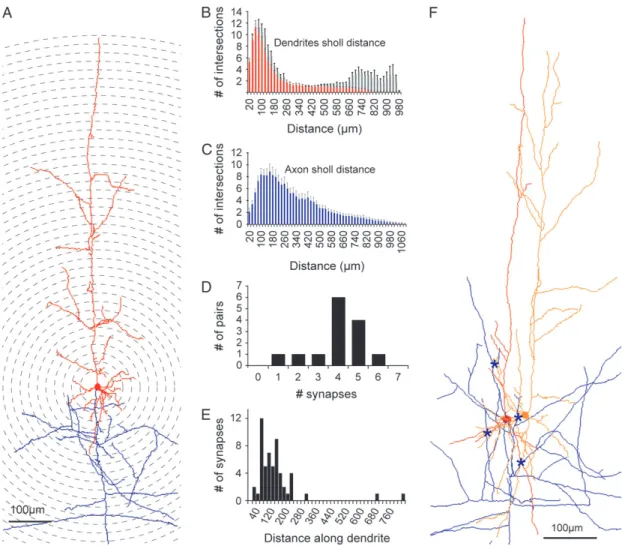 Figure 3. Morphological characteristics of single cell and connections in the CCP population