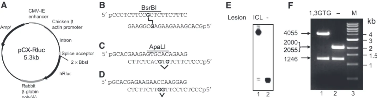 Figure 1. Construction of the plasmid containing site-speciﬁc cisplatin crosslinks. (A) pCX-RLuc plasmid with two BbsI sites cloned between the splice acceptor and the Renilla luciferase (hRluc) reporter gene