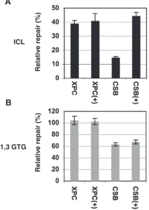 Figure 3. The repair of cisplatin ICLs depends on TC-NER, but not GG-NER. ICL- (A) or 1,3-GTG-intrastrand crosslink– (B) containing plasmids were transfected into XP-C (XPC), XP-C corrected with  WT-XPC [XPC(+)], CS-B (CSB) and CS-B corrected with WT-CSB [