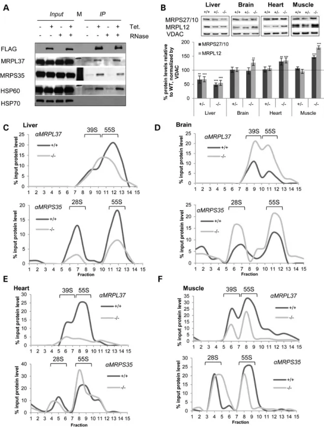 Figure 5. MTO1 interacts with mitoribosomal subunits and affects mitoribosome assembly