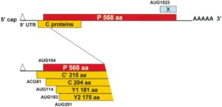Figure 1. Schematic representation illustrating the translational initiation sites on the SeV P/C mRNA