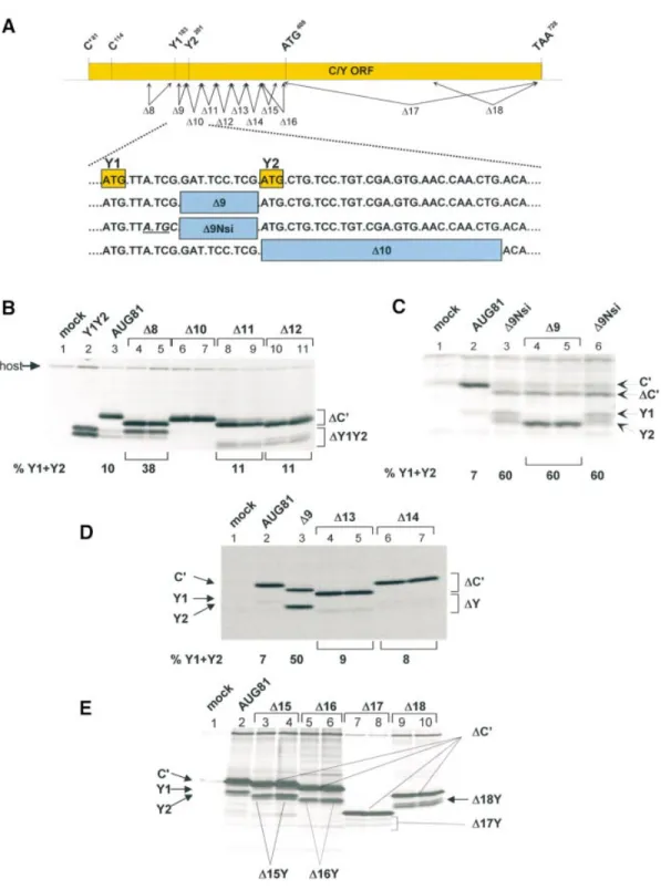 Figure 2. Deletion analysis reveals the presence of sequences downstream of Y1/Y2 required for shunt-mediated initiation