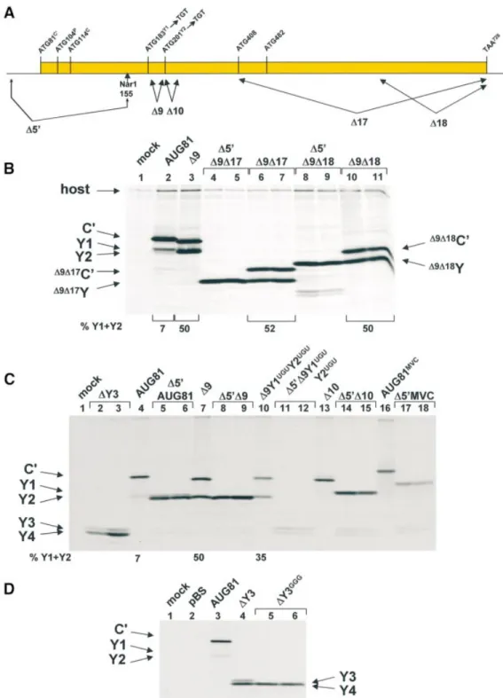 Figure 3. Scanning dependent initiation at the Y start codons: D10 perturbs speci®cally shunt-mediated initiation
