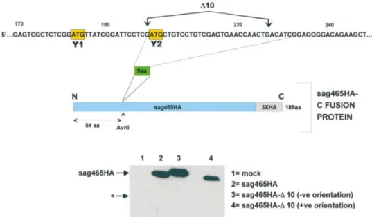 Figure 6. The D10 region fails to promote ribosomal shunting on a heterologous mRNA. As illustrated in the upper panel, the D10 region (nucleotides 201±227) was inserted at a unique AvrII site within the construct sag465HA generating the fusion protein sag