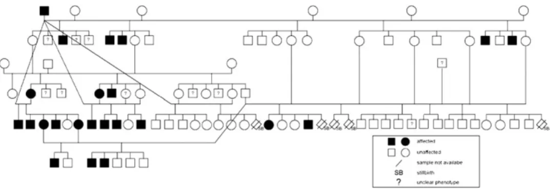 Figure 1. Pedigree of the experimental cat population. Animals were classified based on BCSs