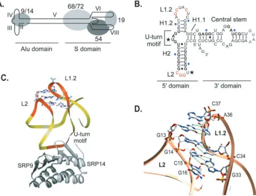 Figure 1. Structure of SRP and the SRP Alu domain. (A) Schematic representation of SRP, (B) secondary structure of the minimal Alu RNA that still binds 9/14 efficiently