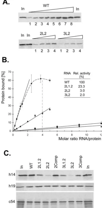 Figure 4. Binding of human SRP9/14 to mutated SRP RNAs. (A) Titration experiments with synthetic WT; 2L2 and 3L2 biotinylated RNAs