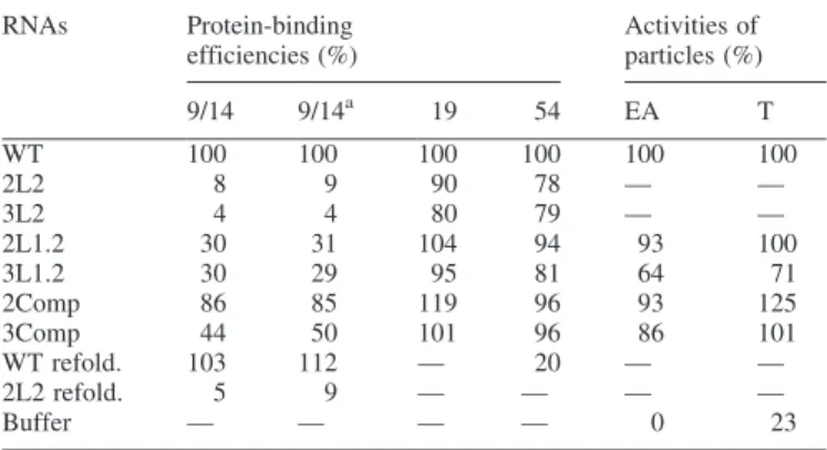 Table 2. Effects of mutations in loops L1.2 and L2 of SRP RNA on protein- protein-binding efficiencies and on functional activities of reconstituted particles