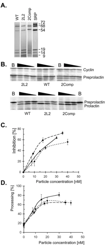 Figure 5. Elongation arrest and translocation activities of particles reconstituted with mutated SRP RNAs