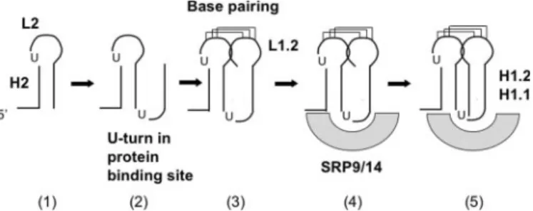 Figure 6. Model for the early steps of SRP RNA folding. Step (1) formation of the first very stable hairpin structure; step (2) the central U-turn ensures orientation of the emerging strand to allow base pairing with loop L2 [step (3)];